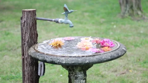 Summer bird bath with flowers Stock Footage 141744071
