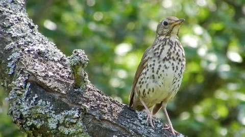 Summer. Bird thrush on the tree looks around and chirps. Stock Footage 58287398