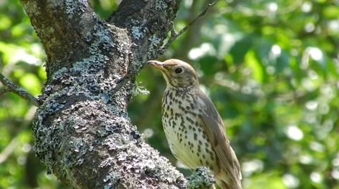 Summer. Bird thrush on the tree looks around and chirps. Stock Footage 58323293