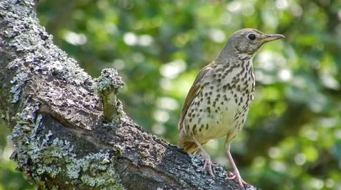Summer. Bird thrush on the tree looks around and chirps. Stock Footage 58346206