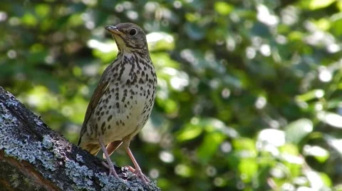 Summer. Bird thrush on the tree looks around and chirps. Stock Footage 58346674