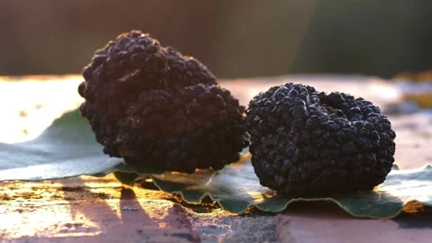 Summer black truffle on leaf Stock Footage 138325740