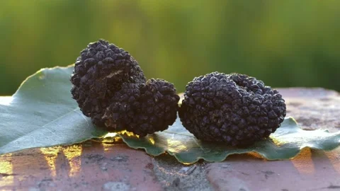 Summer black truffle on leaf Stock Footage 138325833