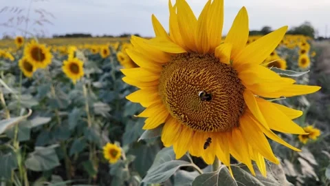 Summer bliss, Sunflowers with bee close up Stock Footage 280024406