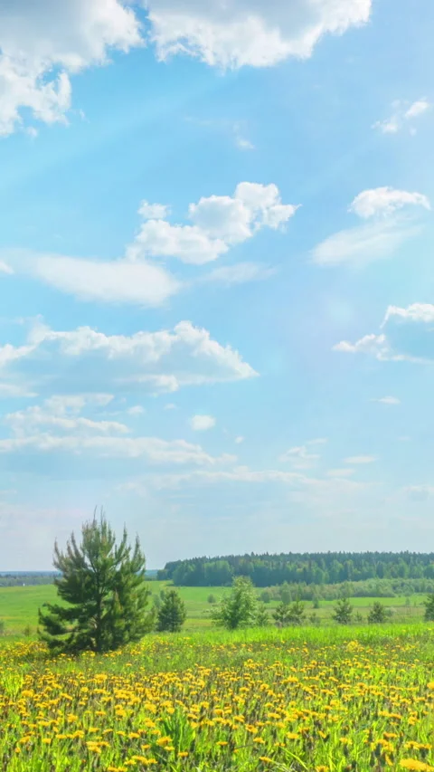 Summer Bliss: Time-lapse of Dandelion Field Under Sunny Sky, Vertical Video Stock Footage 287125627