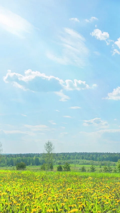 Summer Bliss: Time-lapse of Dandelion Field Under Sunny Sky, Vertical Video Stock Footage 287692218