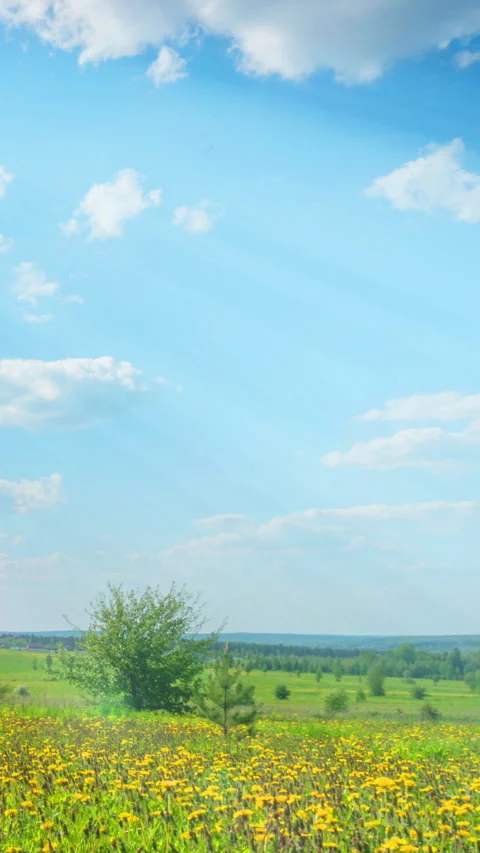Summer Bliss: Time-lapse of Dandelion Field Under Sunny Sky, Vertical Video Stock Footage 288365212
