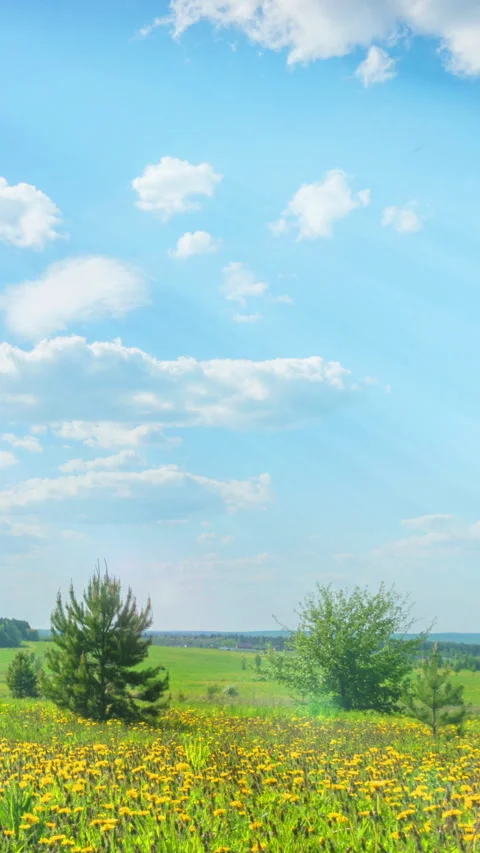Summer Bliss: Time-lapse of Dandelion Field Under Sunny Sky, Vertical Video Stock Footage 289749004