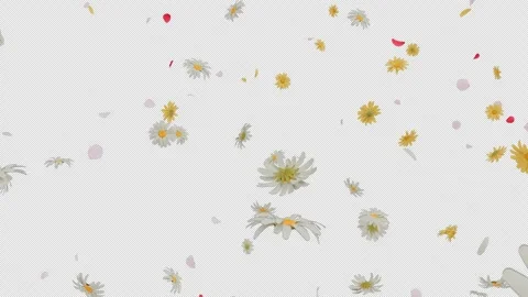 Summer Bloom Explosion on Alpha Stock Footage 311572820