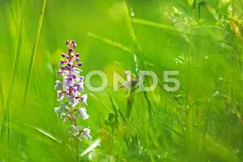 Summer bloom Stock Photos