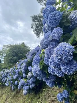 Summer blooming blue hydrangeas Stock Photos