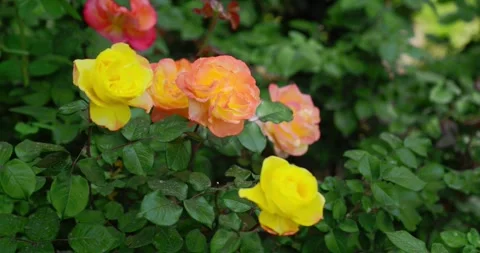 Summer blooming roses, green flowers, natural petals, and fresh plants Stock Footage 243000000