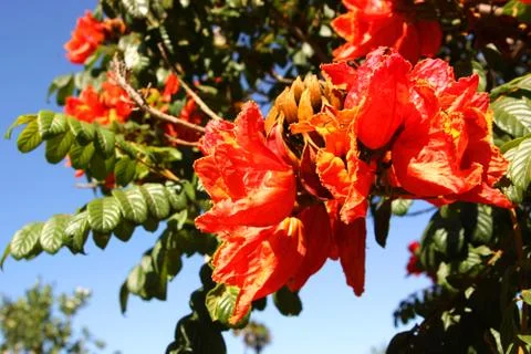 Summer blossoms 写真素材