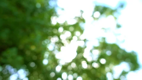 Summer blowing on wind tree green leaves. Blurred and bokeh with sun flare. Stock Footage 109626158