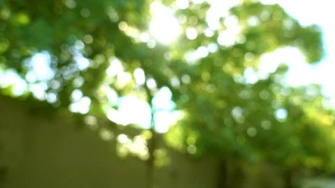 Summer blowing on wind tree green leaves. Blurred and bokeh with sun flare Tilt. Stock Footage 110751540