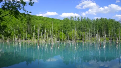 Summer blue pond Stock Footage 161875729