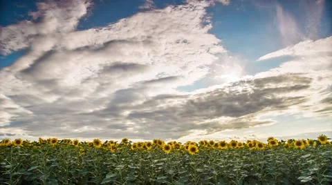 Summer. Blue sky. Field of sunflowers.Floating clouds. Stock Footage 52575655