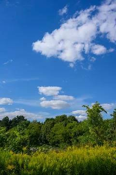 Summer blue sky, floating clouds, and treetops Stock Photos