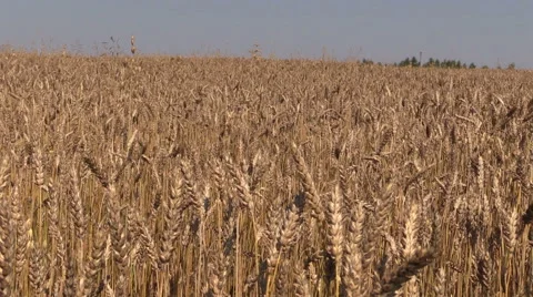 Summer blue sky over field with golden barley Stock Footage 49851183