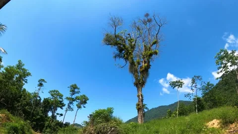 Summer blue sky time lapse. Nature weather blue sky. White clouds background Stock Footage 168941379