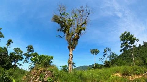 Summer blue sky time lapse. Nature weather blue sky. White clouds background Stock Footage 171274293
