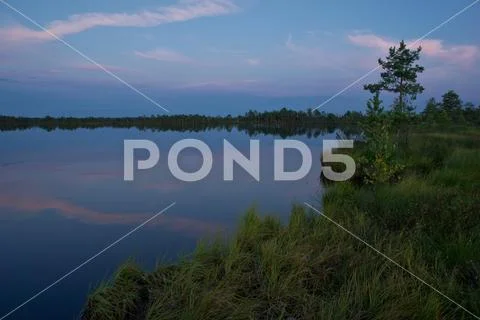 Summer on the bog lake. Forest and sky reflection in the swamp Stock Photos