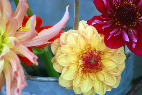 Summer boquet Stock Photos