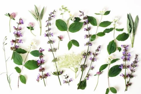 Summer botanical floral composition, pattern. Blooming sage, elderflower, pink 스톡 사진