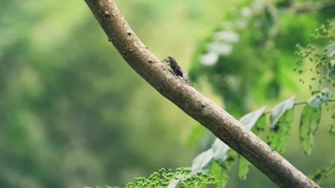 Summer Branch Cicada 스톡 동영상 251952536