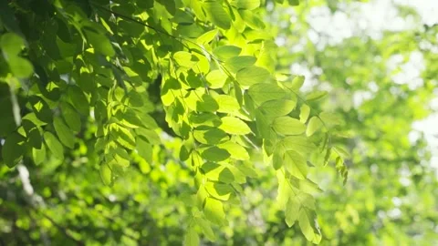 Summer Breeze Blowing Through Translucent Green Leaves 4K Stock Footage 341861865