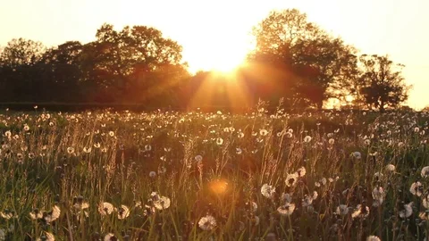 Summer breeze in the British countyside Vídeo Stock 72412623