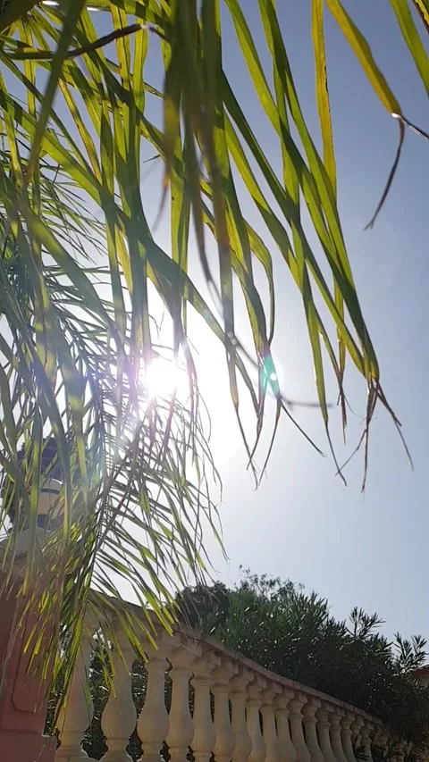 Summer breeze  Stockbeeldmateriaal 229613420