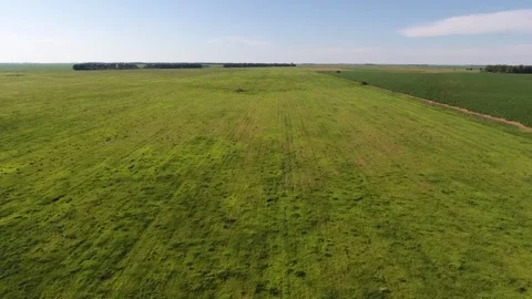 Summer Breeze Over Green Grass Field Stock Footage 243568944
