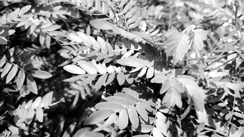 Summer Breeze through Tree Leaves Stock Footage 237692534