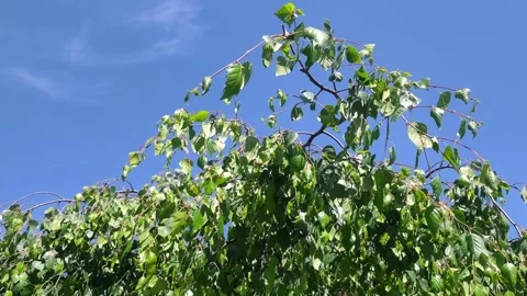 Summer Breeze Through Tree Leaves Blue Sky Nature Flowers Spirit of Spring Stock Footage 309459724