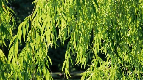 Summer breeze Willow tree Video stock 129066824