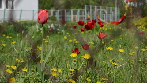 Summer bright flowers Stock Footage 76901734