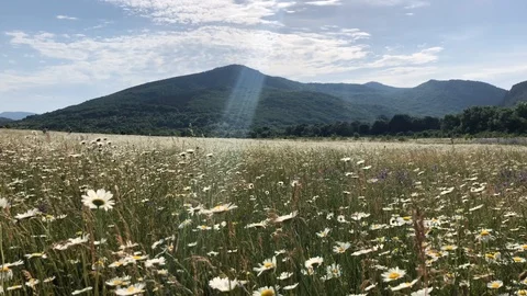 Summer bright landscape with beautiful field daisies. Stock Footage 119494341
