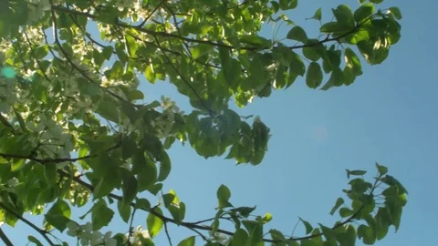 Summer bright sun shines through the branches of an apple tree with green leaves Stock Footage 74219951