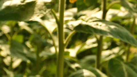 Summer bright sunflowers. Steady shot, close up scene 库存影片 106947006