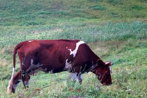 In the summer, a brown cow eats green grass in the meadow. Stock Photos