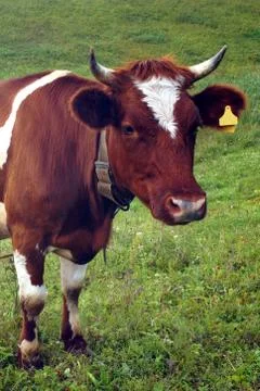 In the summer, a brown cow eats green grass in the meadow. Foto stock