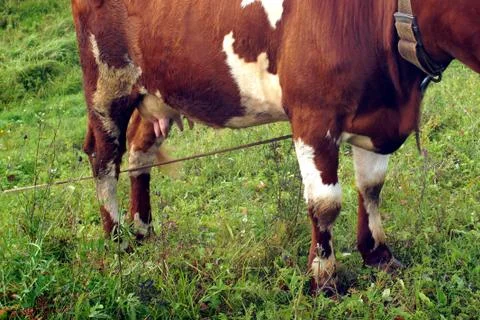In the summer, a brown cow eats green grass in the meadow. Stock Photos