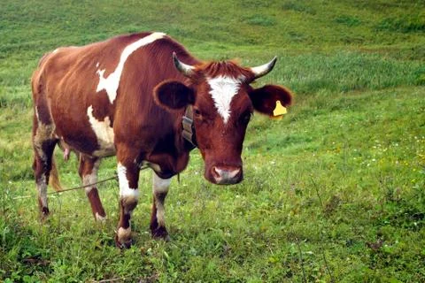 In the summer, a brown cow eats green grass in the meadow. Stock Photos