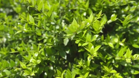Summer bush of greenery close-up 動画素材 196281428