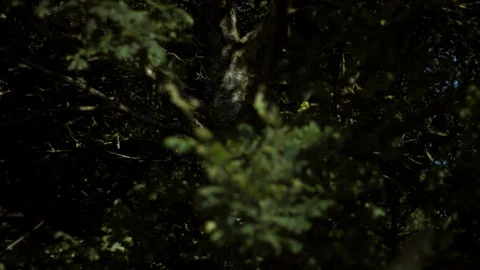 Summer. Bushes Stock Footage 126267286