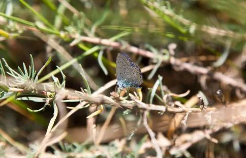 Summer butterfly 스톡 사진