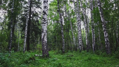 Summer calm birch forest. Stock-Footage 301688213