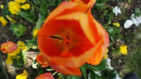 Summer came tulips opened Stock Photos