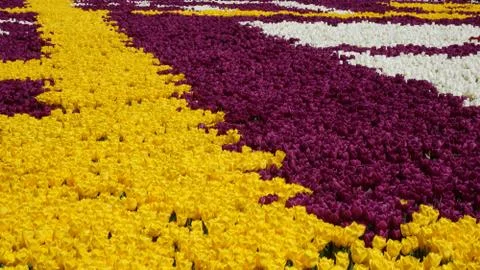 Summer came tulips opened Stock Photos